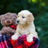 Image of Ocean, a Golden Retriever puppy