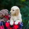Image of Ocean, a Golden Retriever puppy