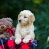 Image of Ocean, a Golden Retriever puppy