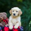 Image of Ocean, a Golden Retriever puppy