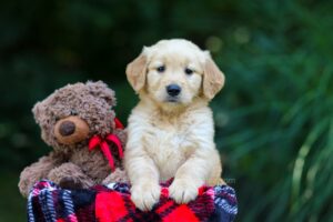 Image of Ocean, a Golden Retriever puppy