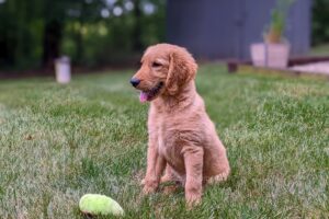 Image of Olaf, a Golden Retriever puppy