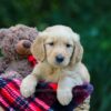 Image of Olaf, a Golden Retriever puppy