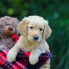 Image of Olaf, a Golden Retriever puppy