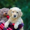 Image of Olaf, a Golden Retriever puppy