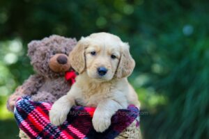 Image of Olaf, a Golden Retriever puppy