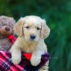 Image of Olaf, a Golden Retriever puppy