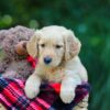 Image of Olaf, a Golden Retriever puppy