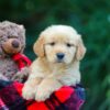 Image of Ollie, a Golden Retriever puppy