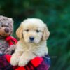 Image of Ollie, a Golden Retriever puppy