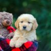 Image of Ollie, a Golden Retriever puppy