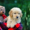 Image of Ollie, a Golden Retriever puppy