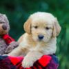 Image of Ollie, a Golden Retriever puppy