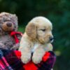 Image of Ollie, a Golden Retriever puppy