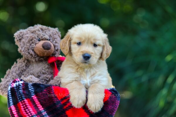 Image of Ollie, a Golden Retriever puppy