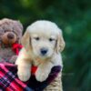 Image of Olsen, a Golden Retriever puppy