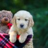 Image of Olsen, a Golden Retriever puppy