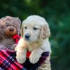 Image of Olsen, a Golden Retriever puppy