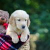 Image of Olsen, a Golden Retriever puppy