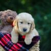 Image of Olsen, a Golden Retriever puppy