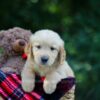 Image of Olsen, a Golden Retriever puppy