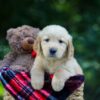 Image of Olsen, a Golden Retriever puppy