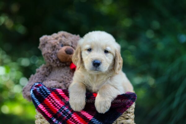Image of Olsen, a Golden Retriever puppy