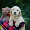 Image of Olsen, a Golden Retriever puppy