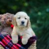 Image of Olsen, a Golden Retriever puppy