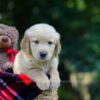 Image of Olsen, a Golden Retriever puppy