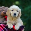 Image of Oriole, a Golden Retriever puppy