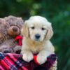 Image of Oriole, a Golden Retriever puppy
