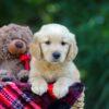Image of Oriole, a Golden Retriever puppy