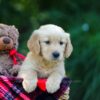 Image of Oriole, a Golden Retriever puppy