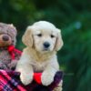 Image of Oriole, a Golden Retriever puppy