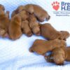 Image of Red Golden - Aug. 26, a Golden Retriever puppy