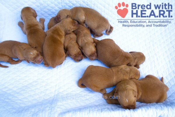 Image of Red Golden - Aug. 26, a Golden Retriever puppy