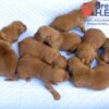 Image of Red Golden - Aug. 26, a Golden Retriever puppy