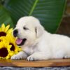 Image of Panda, a Golden Retriever puppy