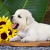 Image of Panda, a Golden Retriever puppy