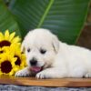 Image of Panda, a Golden Retriever puppy