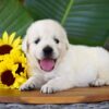 Image of Panda, a Golden Retriever puppy