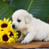 Image of Panda, a Golden Retriever puppy