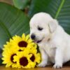 Image of Panda, a Golden Retriever puppy