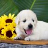Image of Panda, a Golden Retriever puppy