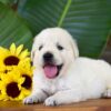 Image of Panda, a Golden Retriever puppy
