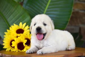 Image of Panda, a Golden Retriever puppy