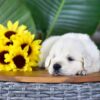 Image of Parker, a Golden Retriever puppy