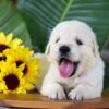 Image of Parker, a Golden Retriever puppy