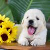 Image of Parker, a Golden Retriever puppy